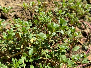Portulaca oleracea, a healthy plant that can be consumed.