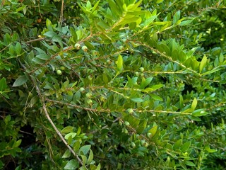 Myrtle and murt tree branch (Myrtus) and berries .
