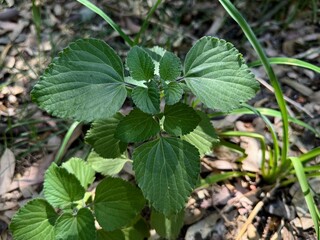 Ocimum gratissimum - clove basil.Tree basil, Clove basil, Shrubby basil.
