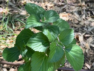Ocimum gratissimum - clove basil.Tree basil, Clove basil, Shrubby basil.
