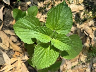 Ocimum gratissimum - clove basil.Tree basil, Clove basil, Shrubby basil.
