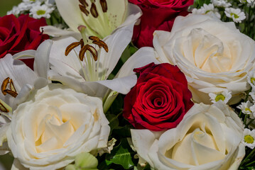    Photo of growing   flowers in the garden