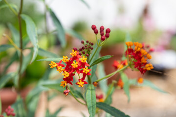 Tropical milkweed (asclepias curassavica) flowers