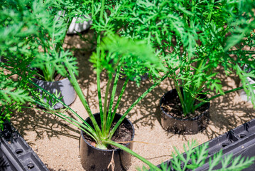    Photo of growing   carrots in tube in the garden
