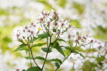 Aster divaricatus 'Tradescant'  flowers of an White Wood Aster in front of a blurred green and white background