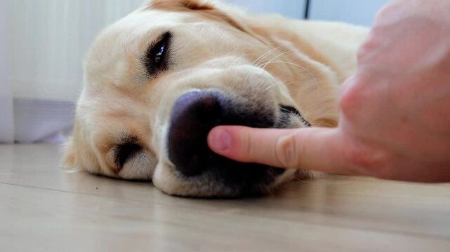 Golden retriever lies comfortably on a wooden floor. A hand gently boops the dog's nose. With closed eyes, the dog enjoys the affectionate gesture