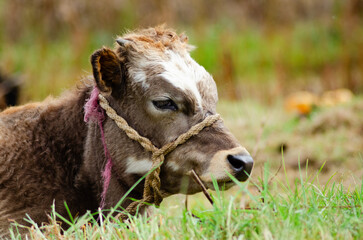 Beautiful country cow