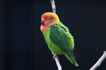 Fischer's Lovebird (Agapornis fischeri) – Commonly found in woodlands, savannas, and grasslands in East Africa