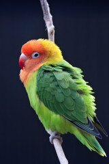 Fischer's Lovebird (Agapornis fischeri) – Commonly found in woodlands, savannas, and grasslands in East Africa