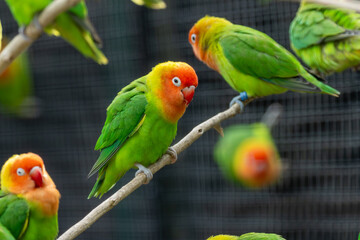 Fischer's Lovebird (Agapornis fischeri) – Commonly found in woodlands, savannas, and grasslands in East Africa