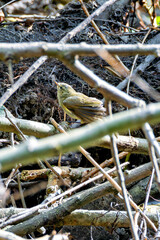 Common Chiffchaff (Phylloscopus collybita) in Tolka Valley Park, Dublin, Ireland