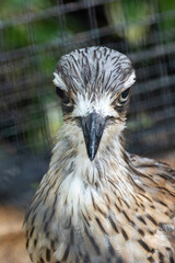 Bush Stone-curlew (Burhinus grallarius) – Commonly found in open woodlands, grasslands, and savannas across Australia.