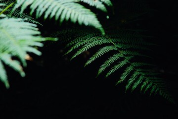 fern leaf on black background