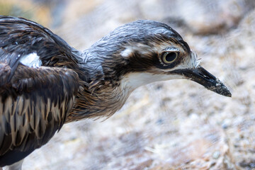 Bush Stone-curlew (Burhinus grallarius) – Commonly found in open woodlands, grasslands, and savannas across Australia.