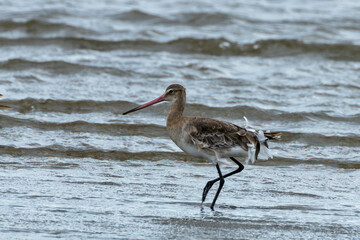 Black-tailed Godwit (Limosa limosa) on Bull Island Beach, Dublin, Ireland