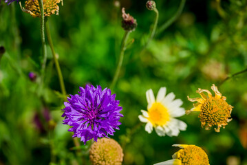    Photo of growing   flowers in the garden