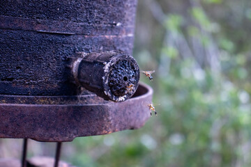 Abelhas entrando na coméia