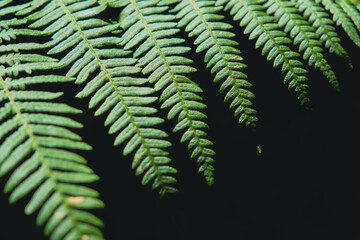fern leaf in the wind
