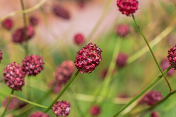  Photo of growing flowes  in the garden