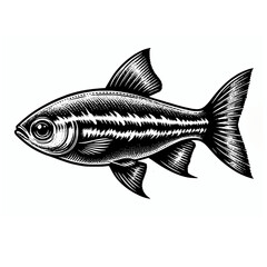 Obraz premium Neon tetra fish detailed vector silhouette illustration graphic element on white background