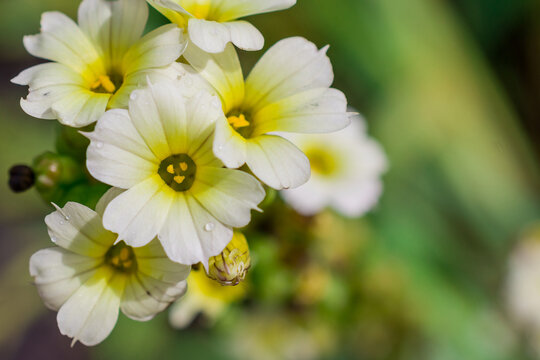    Photo of growing thisle flowers in the garden