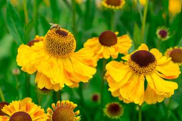 Photo of growing flowers in the garden