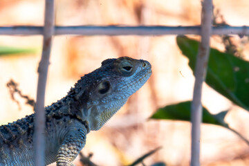 Close-up of a lizard. Detailed close-up of a lizard on a stone in warm weather.