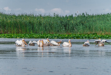 Wildlife in the Danube Delta