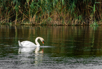 Wildlife in the Danube Delta