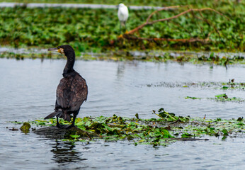 cormorant on the lake