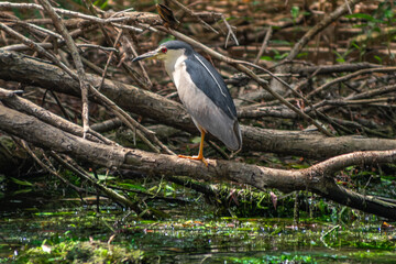 night heron in Danube Delta