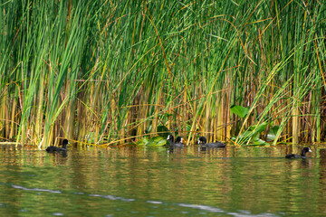 wildlife in the Danube Delta