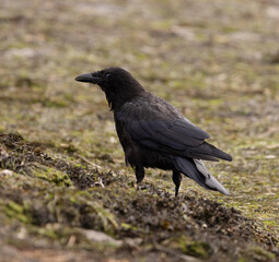 crow on the ground