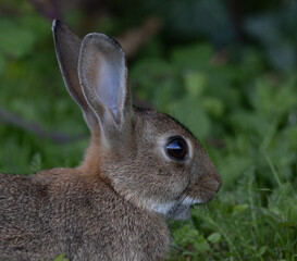 rabbit in the grass