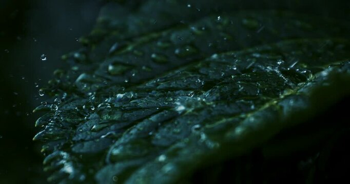 Super slow motion close up of water drops are falling on green tropical plant leaf while raining in rainforest at night at 1000 fps.