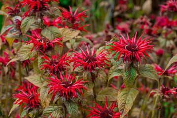    Photo of growing   flowers in the garden