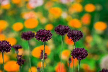 Obraz premium Photo of growing flowers in the garden