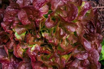 Photo of growing lettuce in the garden