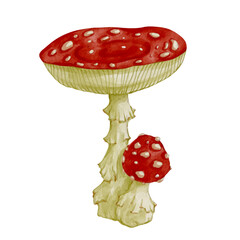 Set of colorful forest mushrooms toadstools, red fly agaric. Seasonal botanical elements. Vector graphics.
