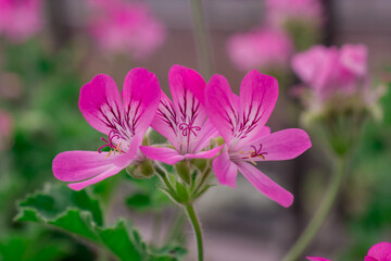 Photo of growing flowers in the garden