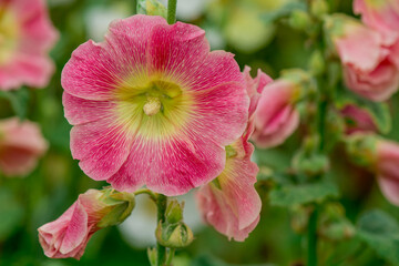 Obraz premium Photo of growing flowers in the garden