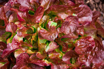 Photo of growing lettuce in the garden
