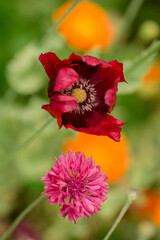    Photo of growing   flowers in the garden