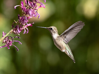 Fototapeta premium hummingbird in flight