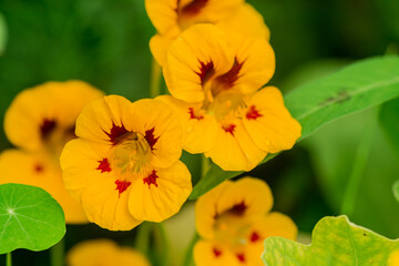    Photo of growing   flowers in the garden
