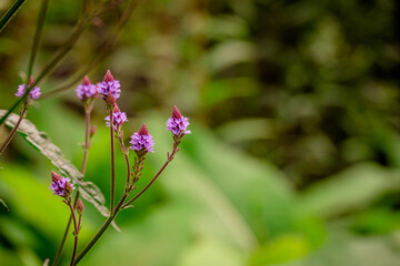    Photo of growing verbena   flowers in the garden