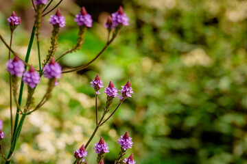    Photo of growing verbena   flowers in the garden