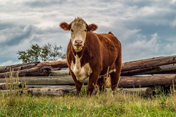 Hereford Cow Watching