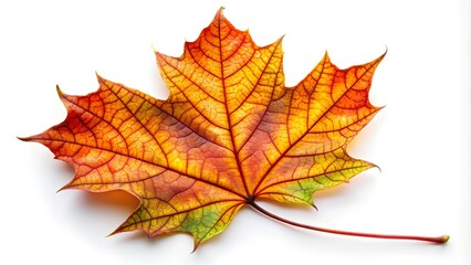 Obraz premium Single vibrant autumn maple leaf with intricate veins, isolated