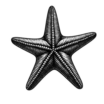 recommend clip art: Black and white starfish silhouette illustration, ocean animal texture graphic element 